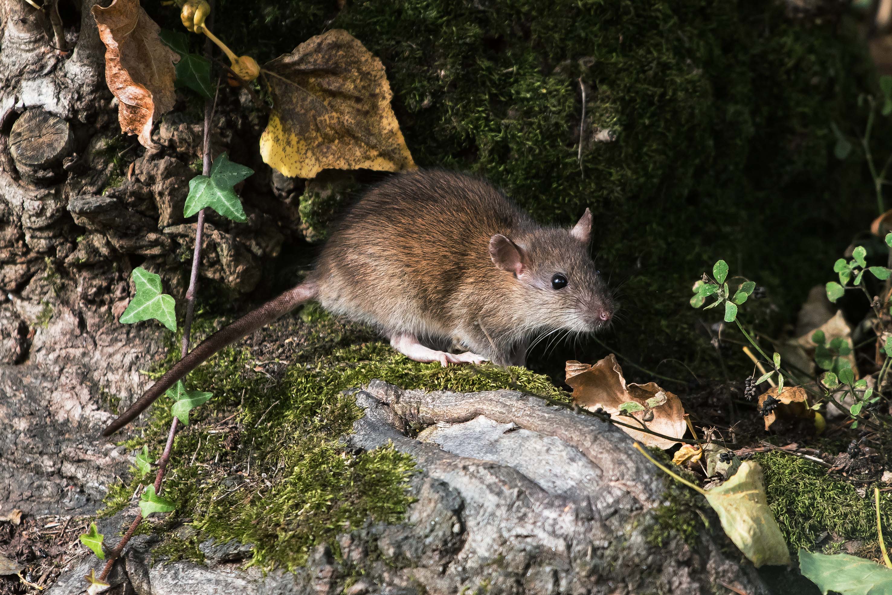 Rodent control Sydney - Brown rat control