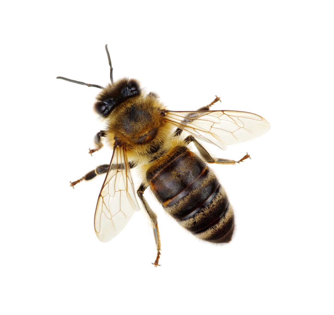 Bee removal Sydney - Honey Bee