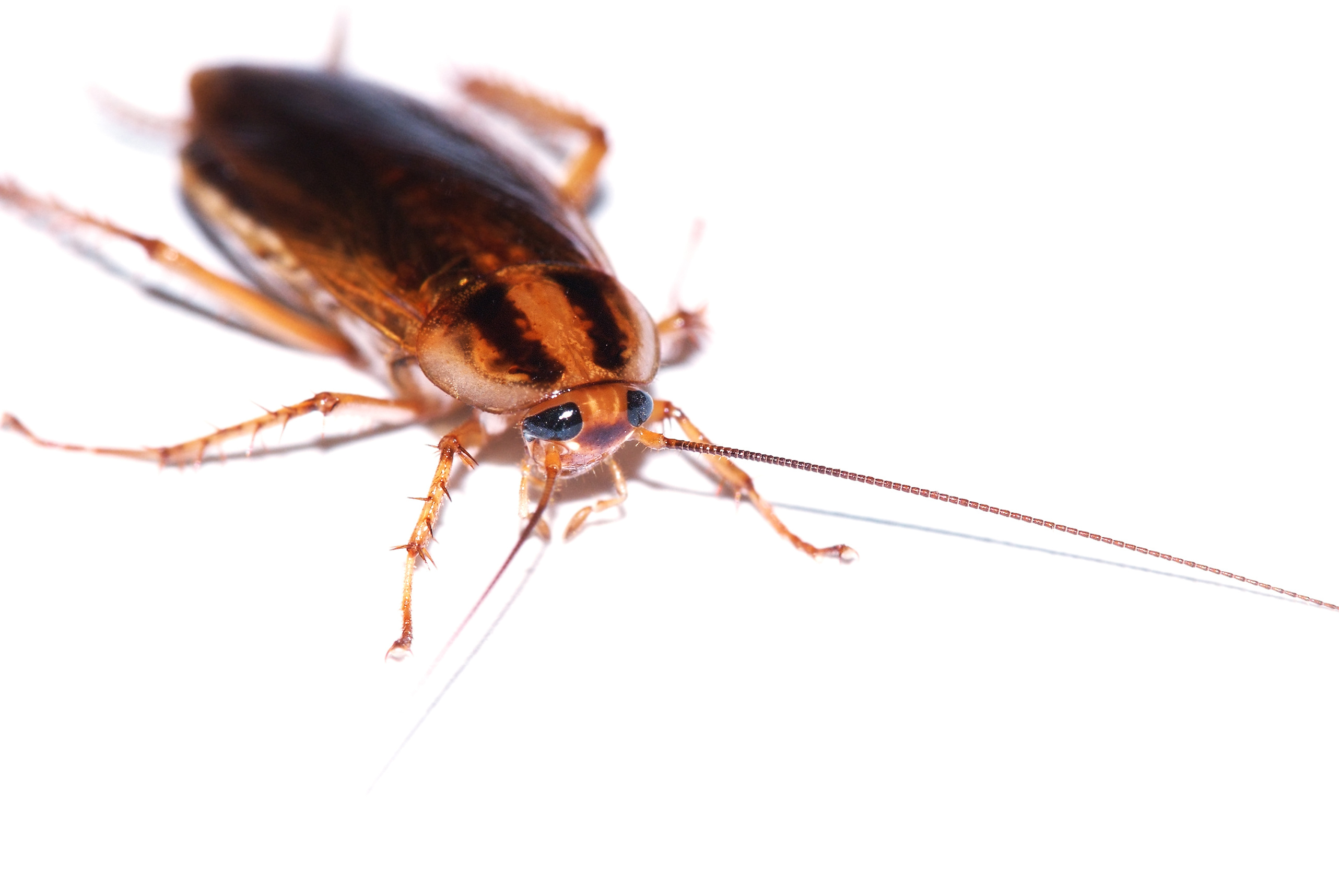 Cockroach Control Sydney - Pestology Cockroach Pest Control Experts