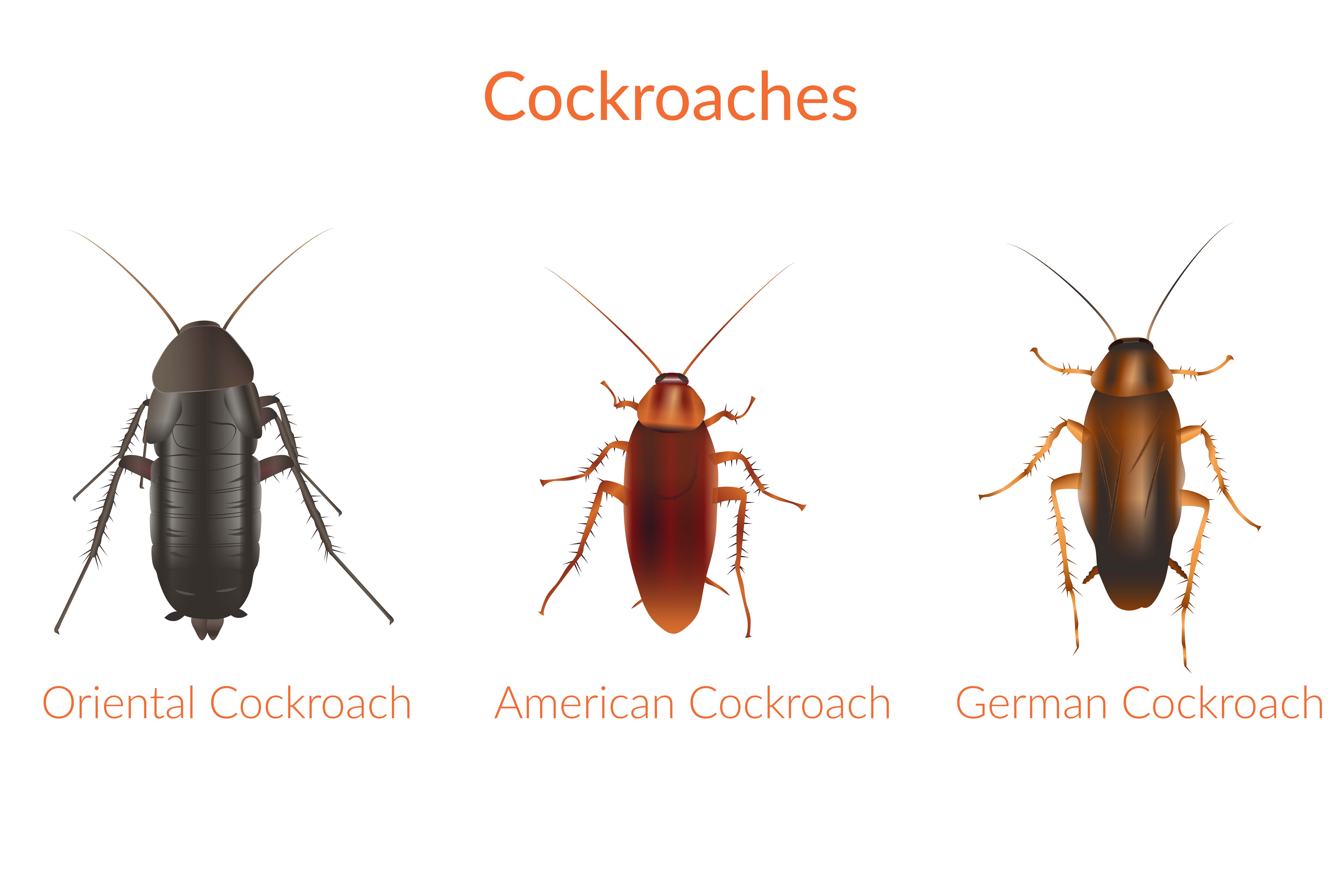 Cockroach Control Sydney - Common pest cockroaches in Sydney