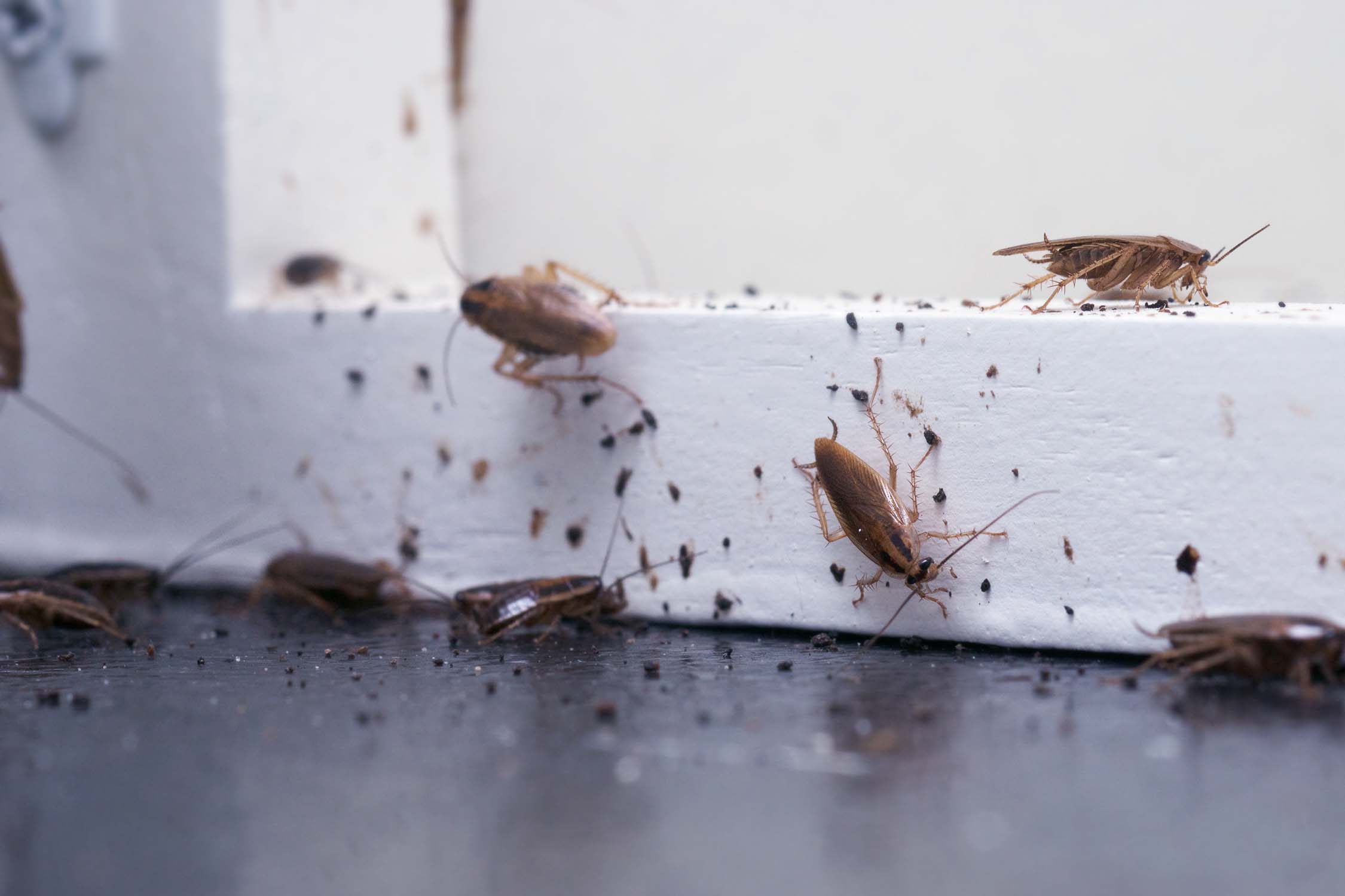 Cockroach control Sydney - Signs of a cockroach infestation