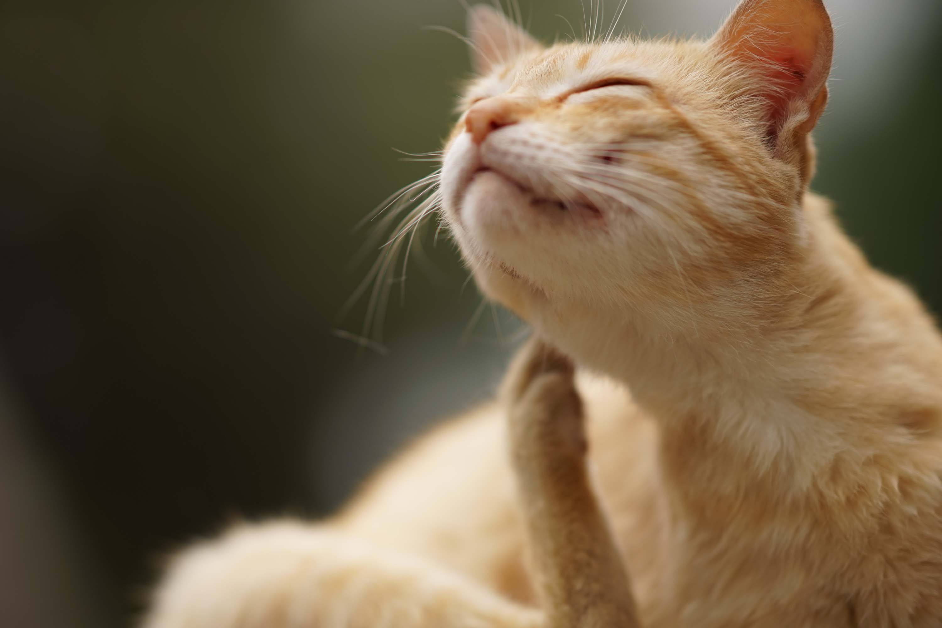 Flea Control Sydney - A cat scratching can be a sign of a flea infestation