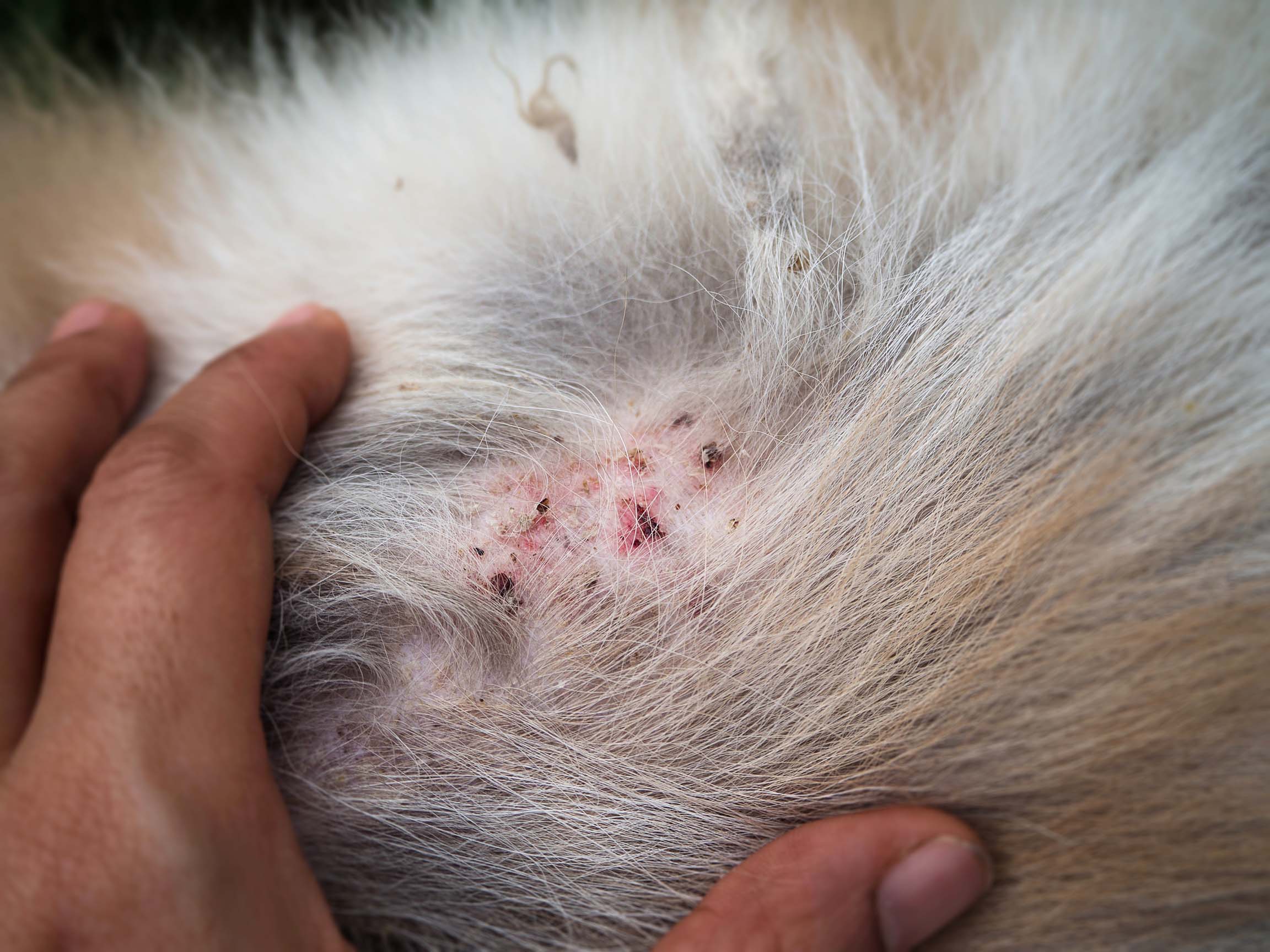 Flea Control Sydney - Flea bites can cause health problems for your pets.