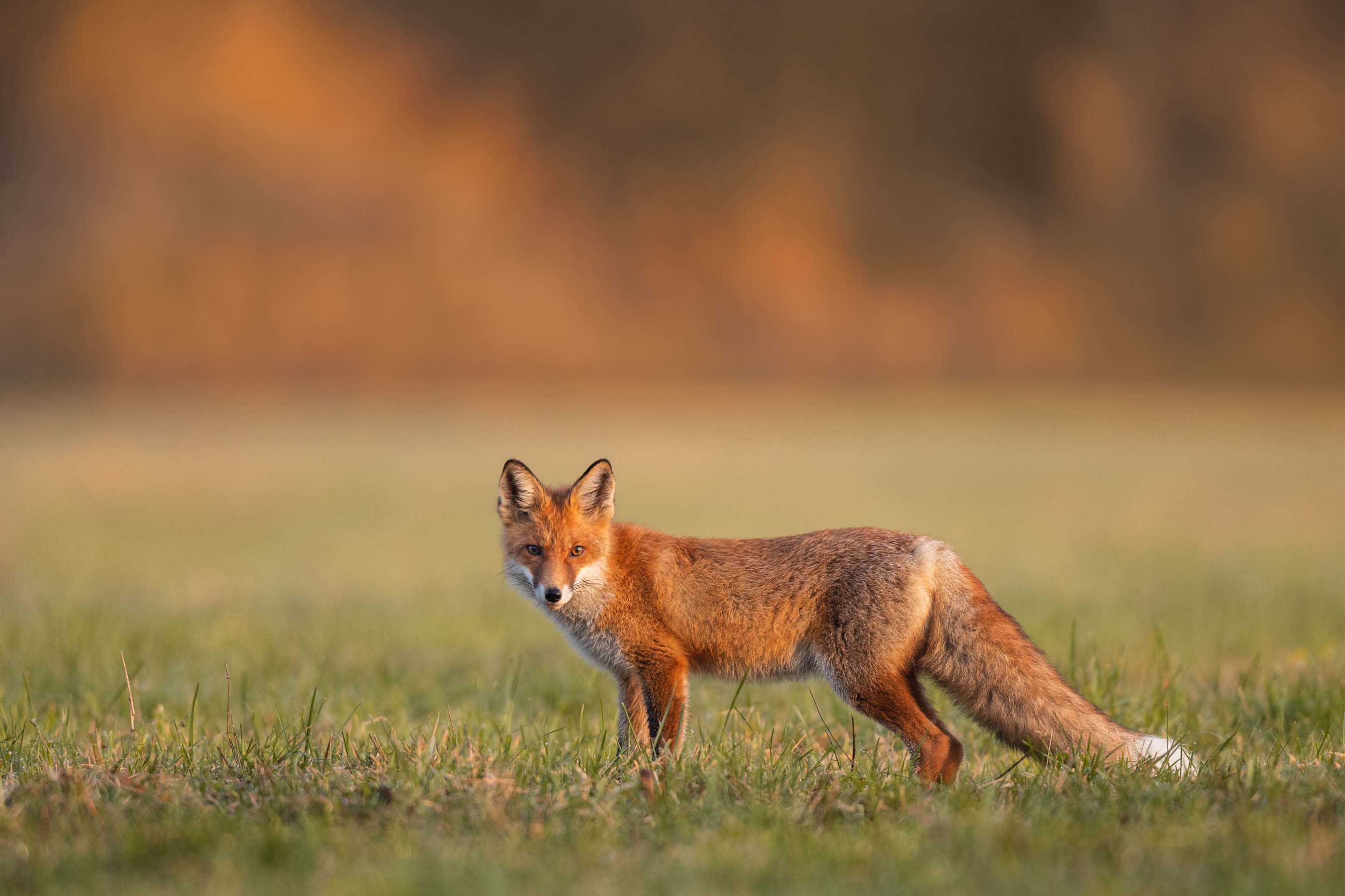 Pest Animal Control - Pestology pest control experts