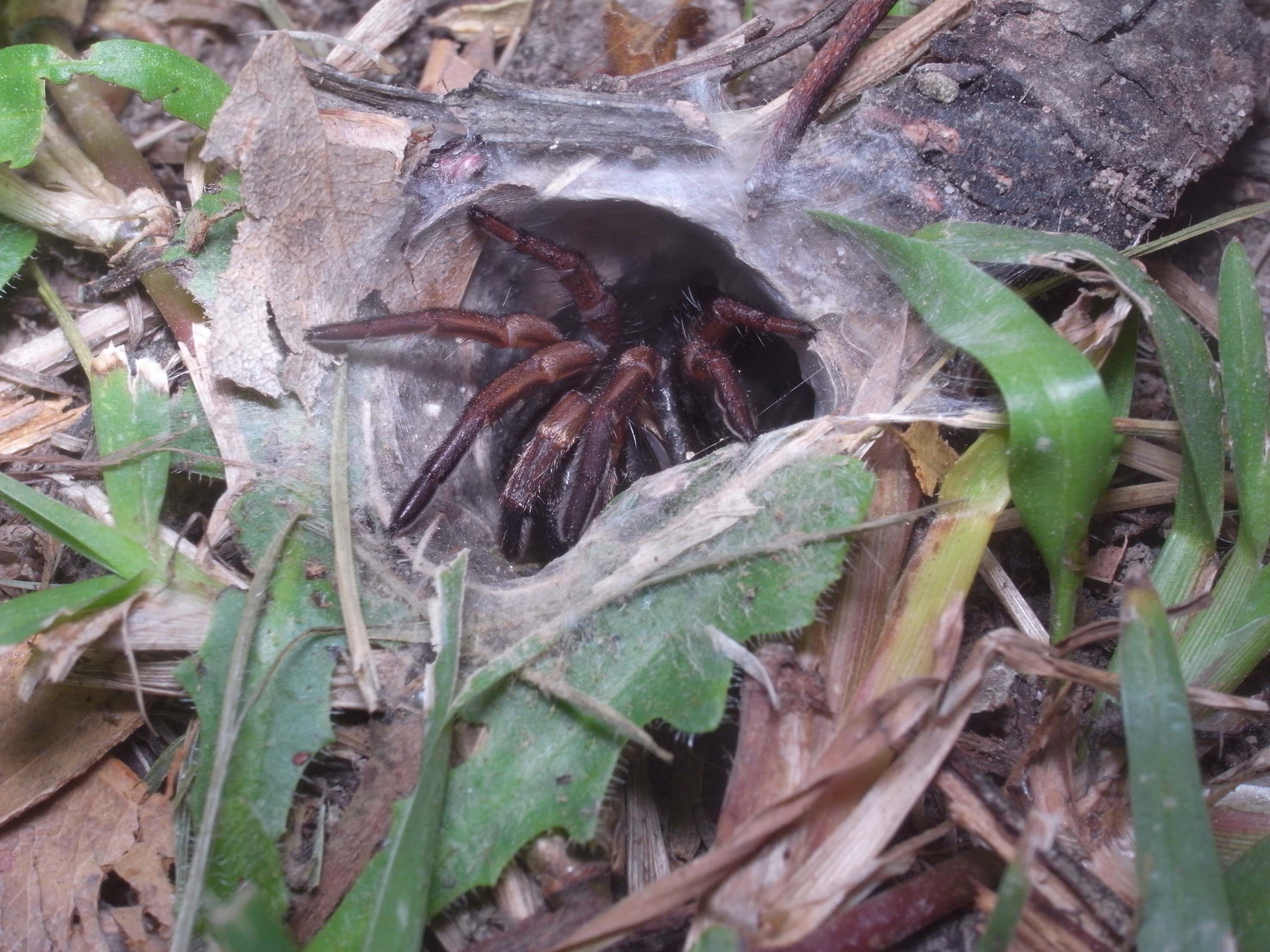 Spider control Sydney - Funnelweb Spider