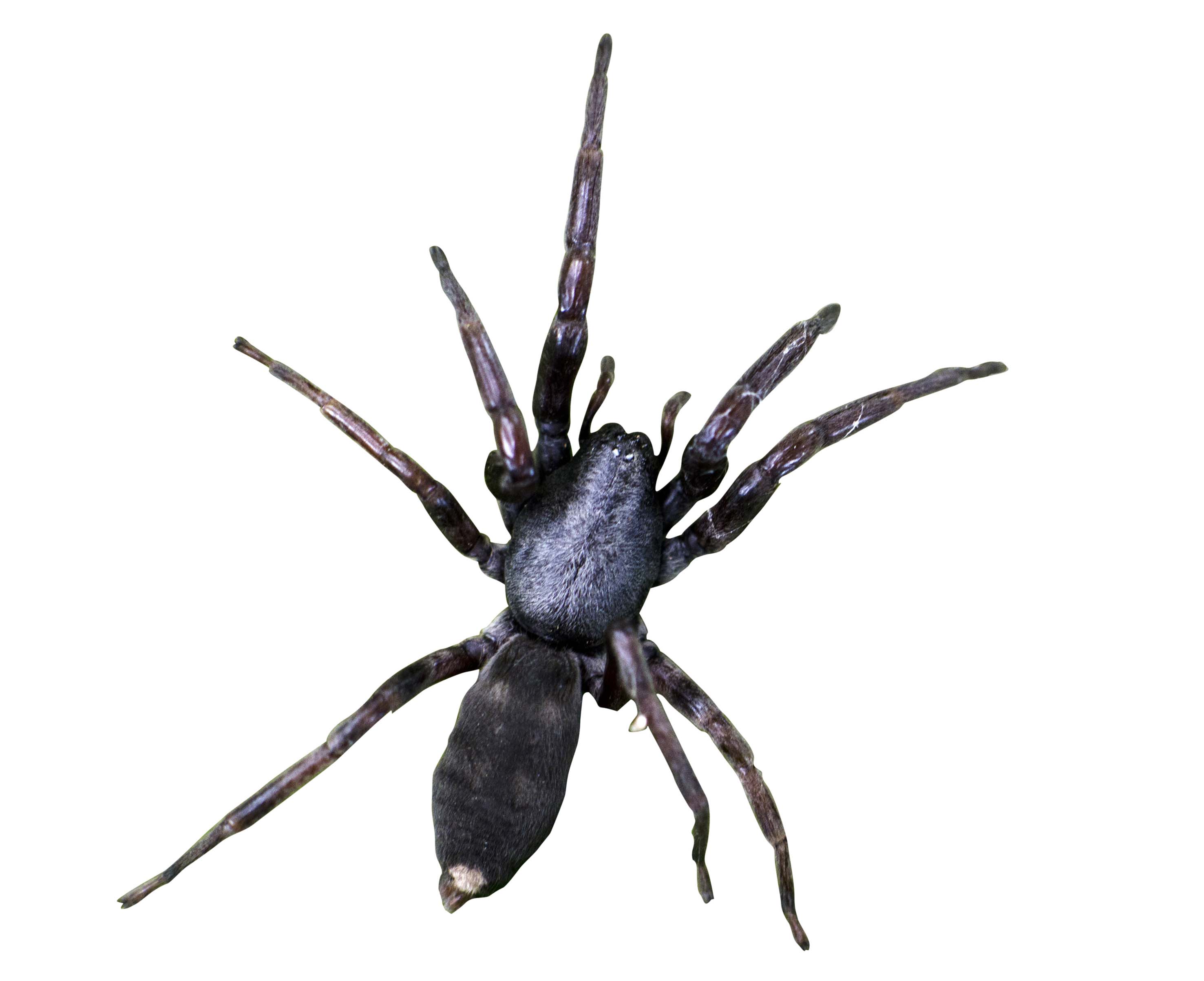 White tailed spider bites cause pain and ulceration to the skin