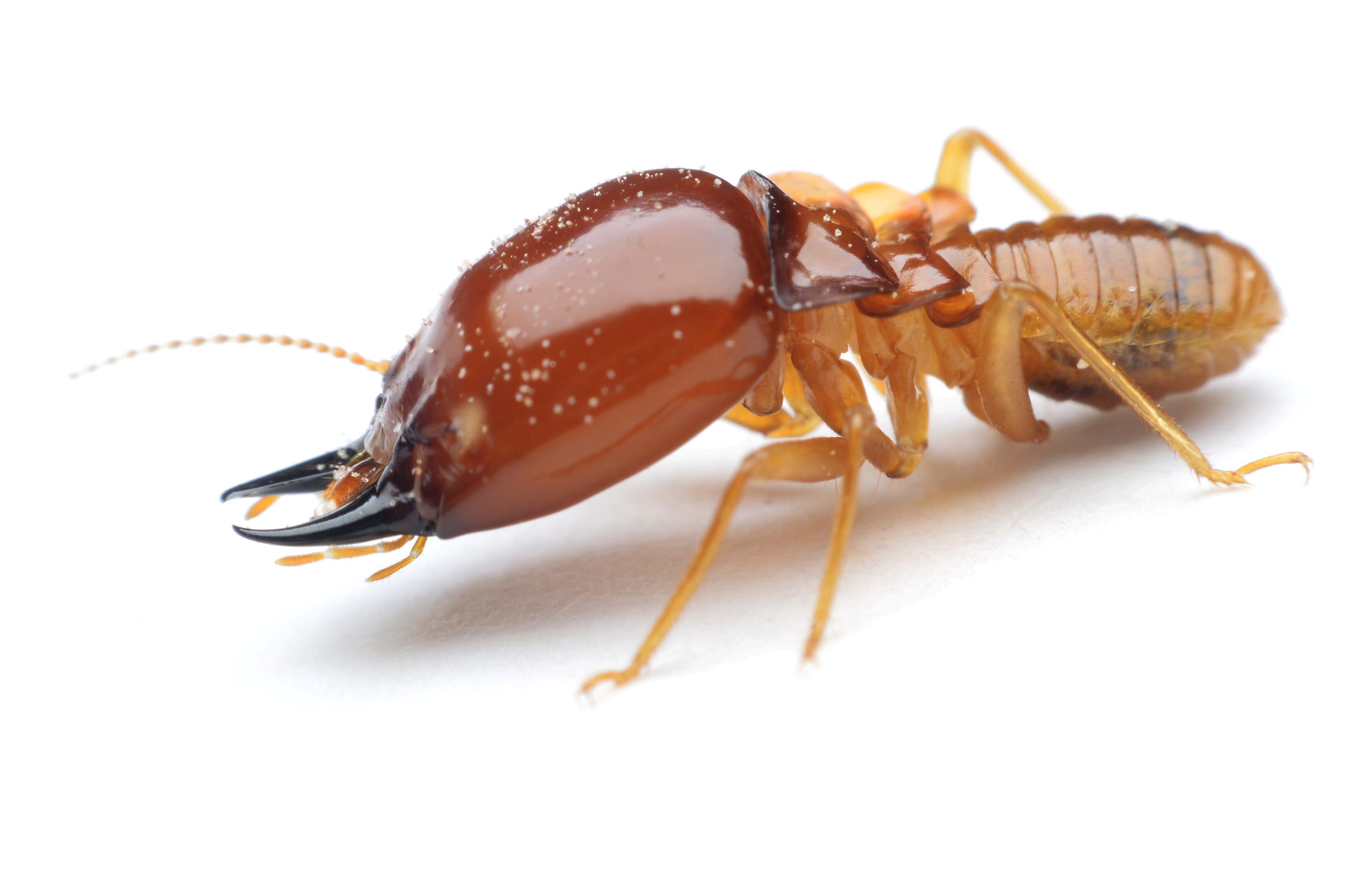 Termite control Sydney - a blight to property owners