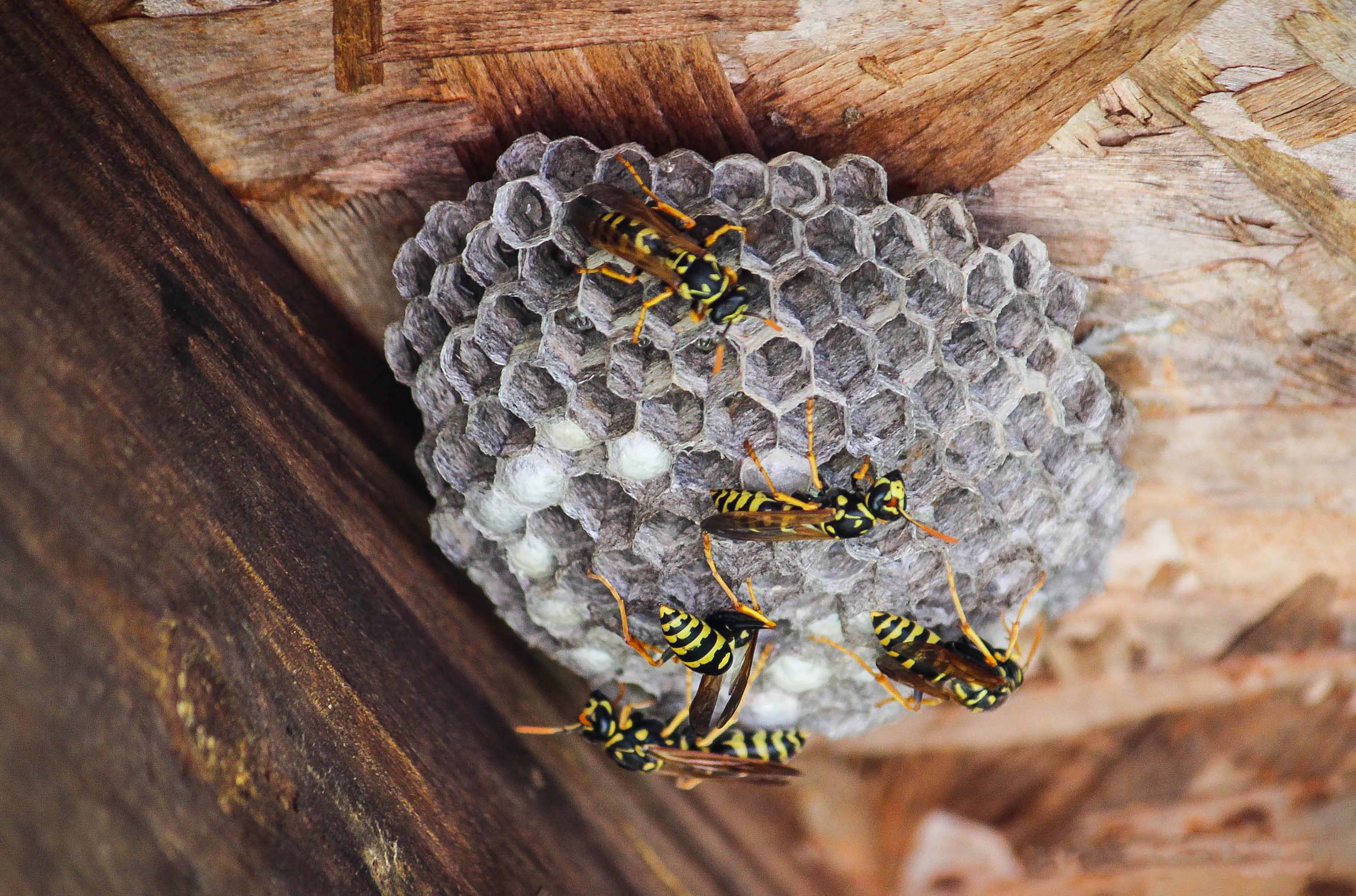 Wasp control Sydney - Paper wasp nest with cell shaped appearance