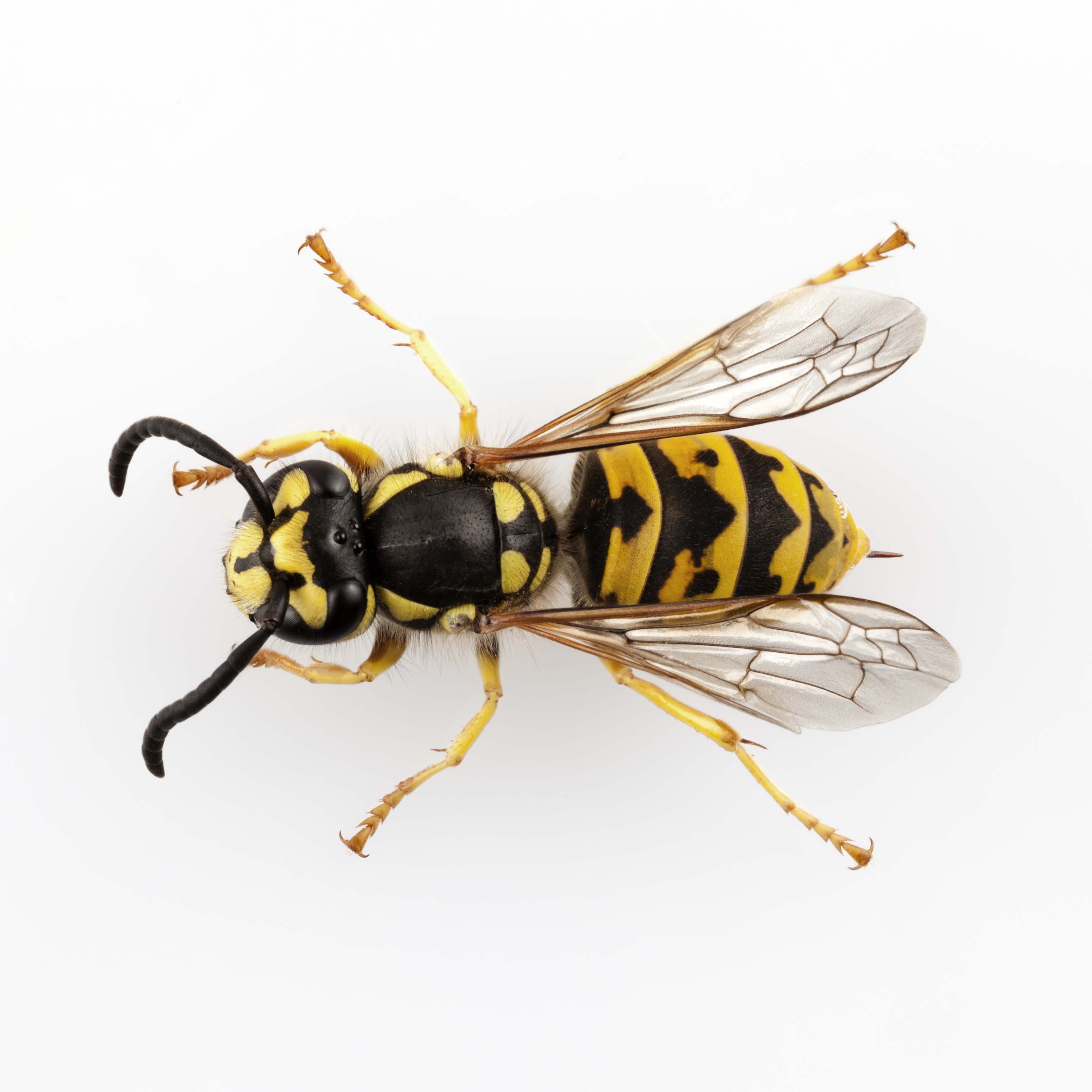 Wasp removal Sydney - European wasp control